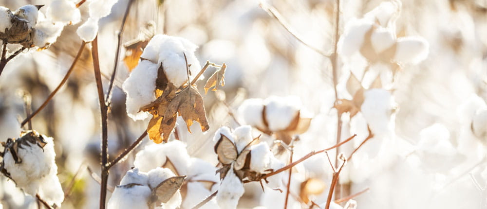 Open cotton bolls growing on a cotton plant in the field.