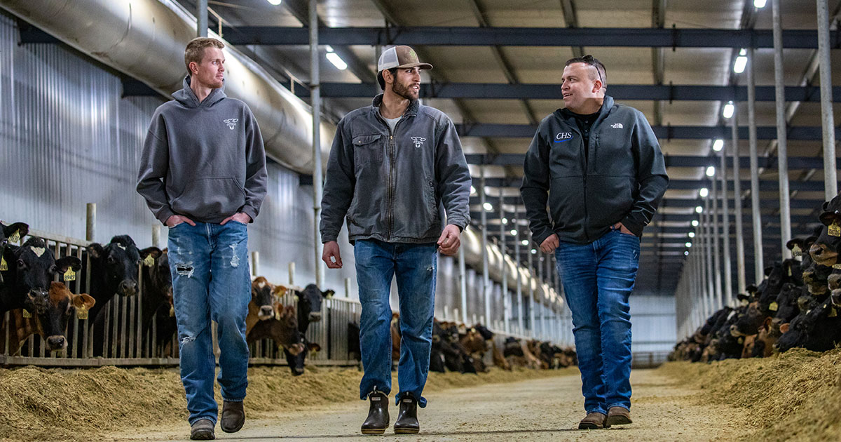 Three men walking in a dairy barn with cows. 