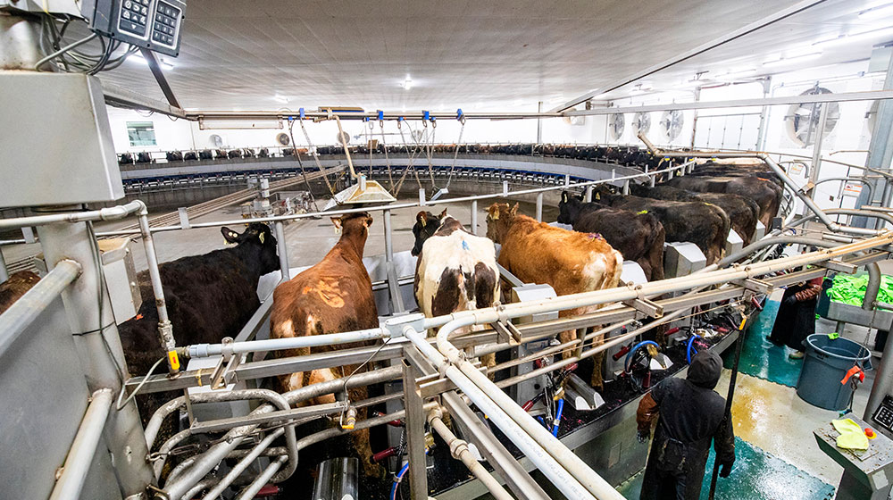 Cows being milked in rotary milking parlor. 